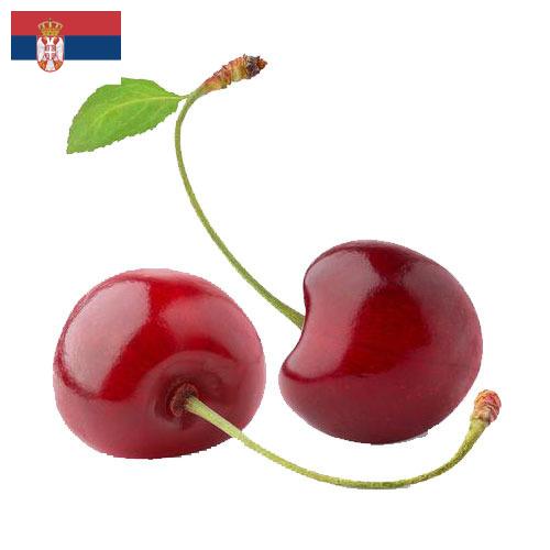 Черешня из Сербии
