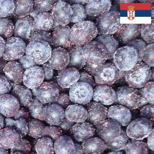 черника замороженная из Сербии