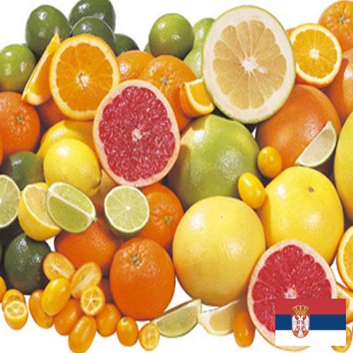 Цитрусовые фрукты из Сербии