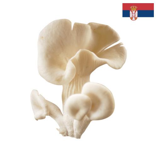 грибы вешенки из Сербии