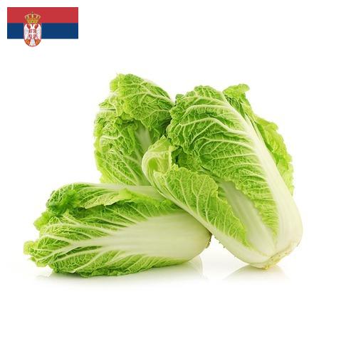 Капуста китайская из Сербии