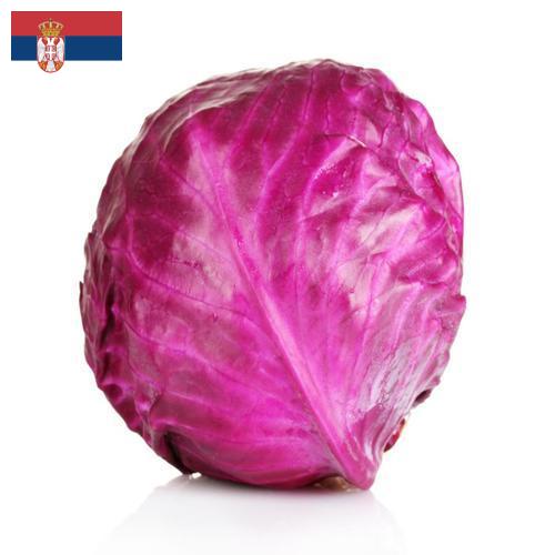 Капуста краснокочанная из Сербии