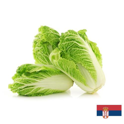капуста пекинская из Сербии