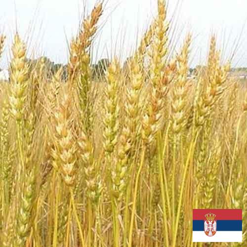 Кормовые культуры из Сербии