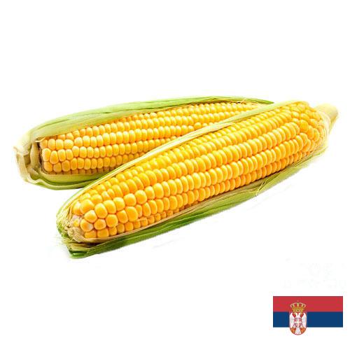 Кукуруза из Сербии