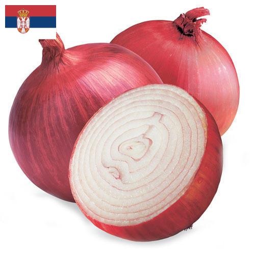 Лук красный из Сербии