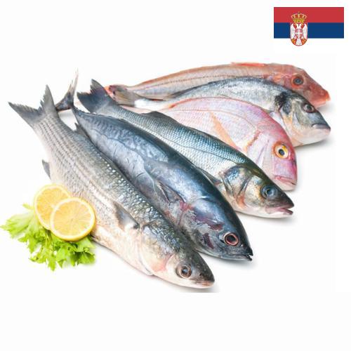 Морепродукты из Сербии