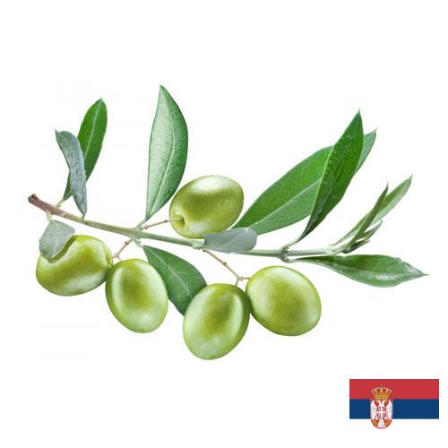 Оливки из Сербии