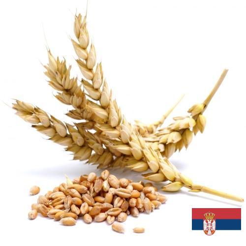Пшеница из Сербии
