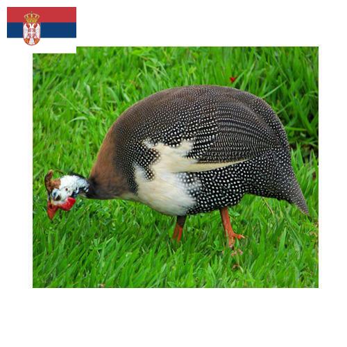 птица из Сербии