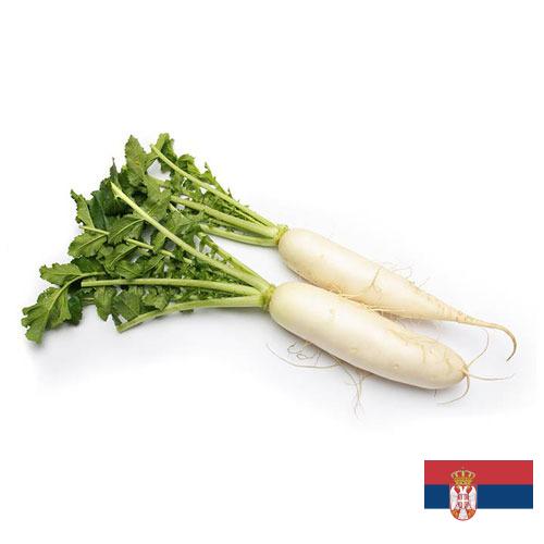 Редька из Сербии