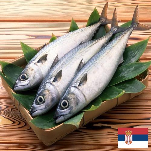 рыба свежая из Сербии