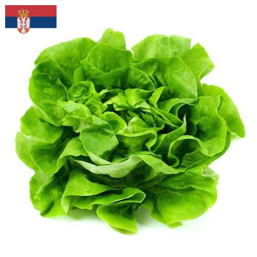 салат из Сербии