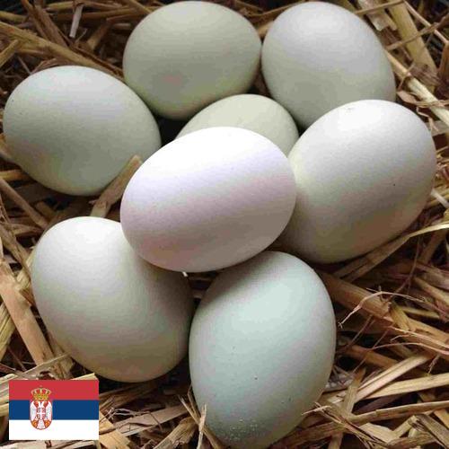 субпродукты птицы из Сербии