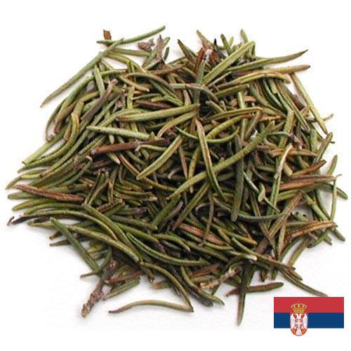 Травы сушеные из Сербии