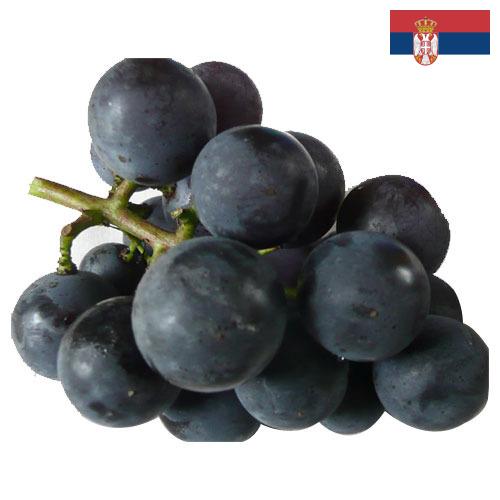 виноград столовый из Сербии