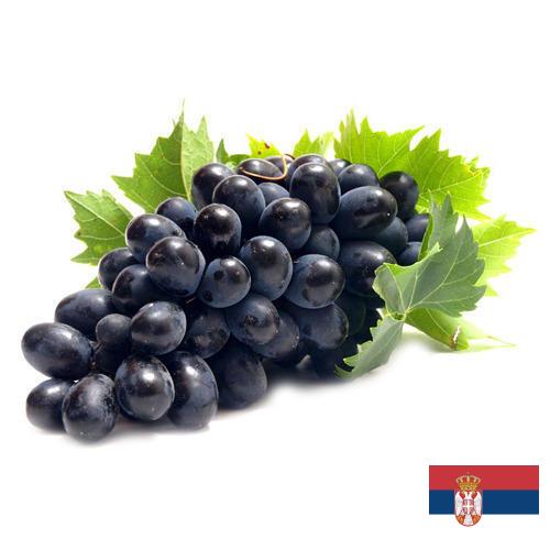 Виноград из Сербии