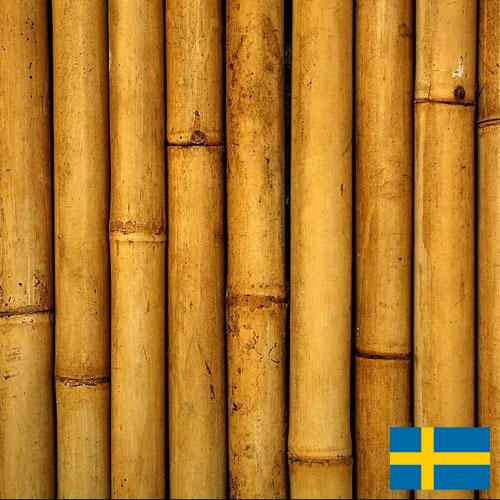 Бамбук из Швеции