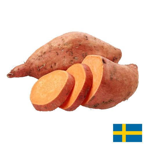 батат из Швеции