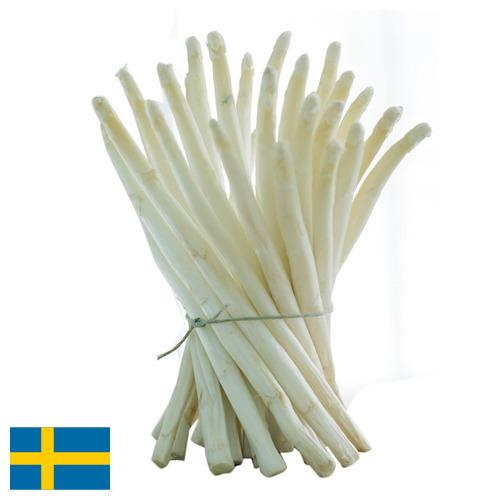 белая спаржа из Швеции