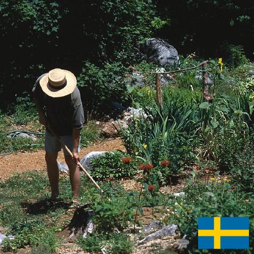 Цветы садовые из Швеции