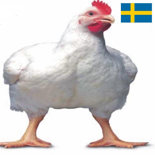 Цыплята-бройлеры из Швеции