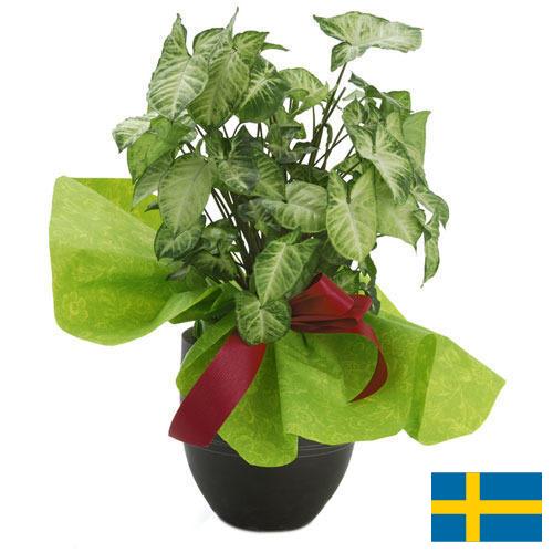 Декоративные растения из Швеции