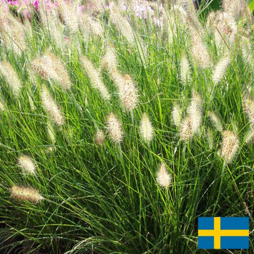 Декоративные травы из Швеции