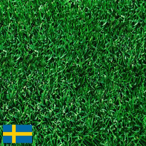Газонная трава из Швеции