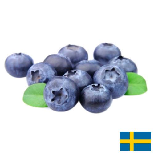 Голубика из Швеции