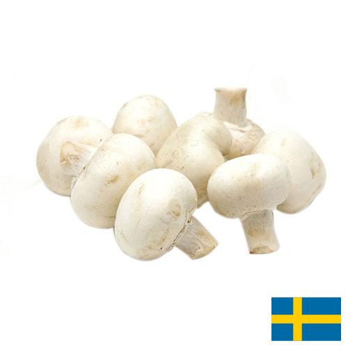 Грибы белые из Швеции