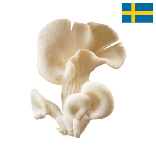 грибы вешенки из Швеции