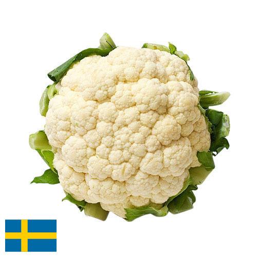 Капуста цветная из Швеции
