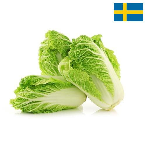 Капуста китайская из Швеции