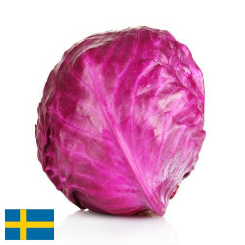 Капуста краснокочанная из Швеции
