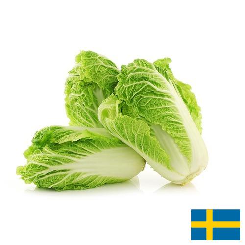 капуста пекинская из Швеции