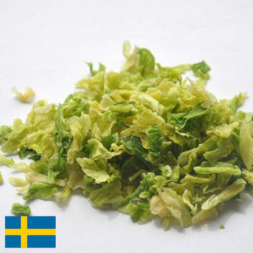 капуста сушеная из Швеции