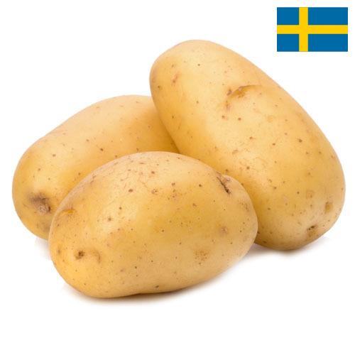 картошка из Швеции