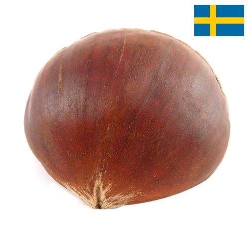 Каштан из Швеции