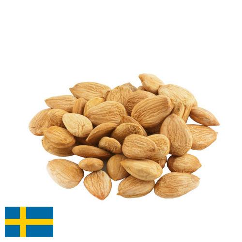 косточки абрикоса из Швеции