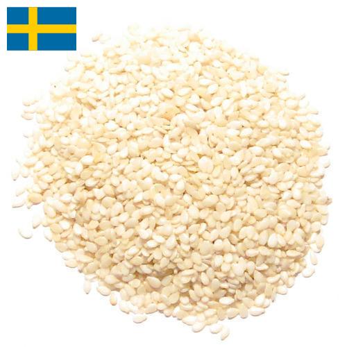 кунжут семена из Швеции