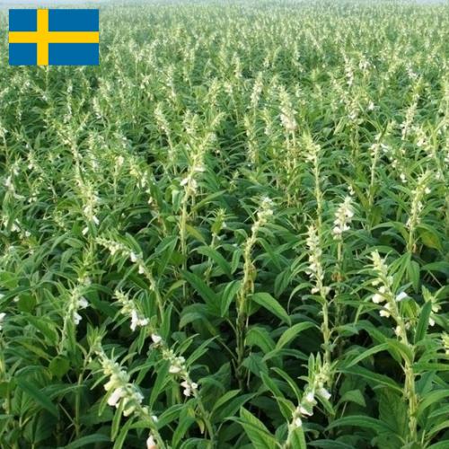 Кунжут из Швеции