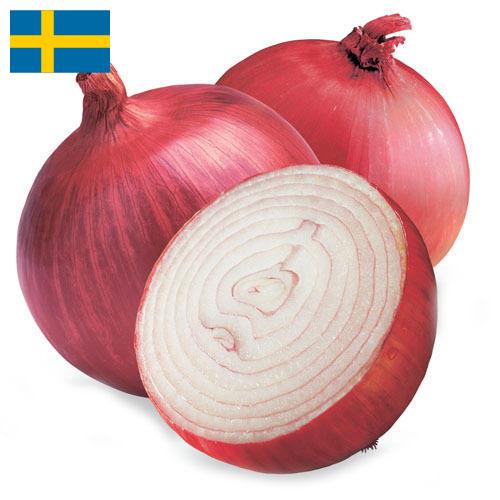 Лук красный из Швеции
