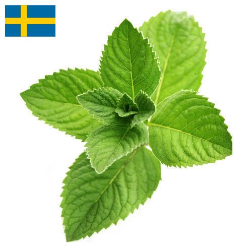 Ментол из Швеции