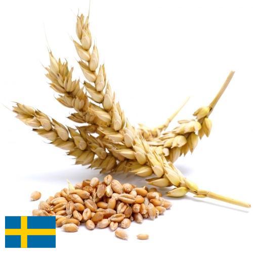 Пшеница из Швеции