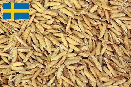 рис сырец из Швеции