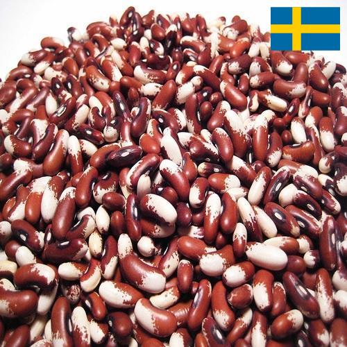 Семена бобов из Швеции