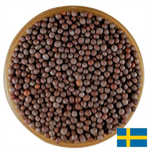 семена горчица из Швеции