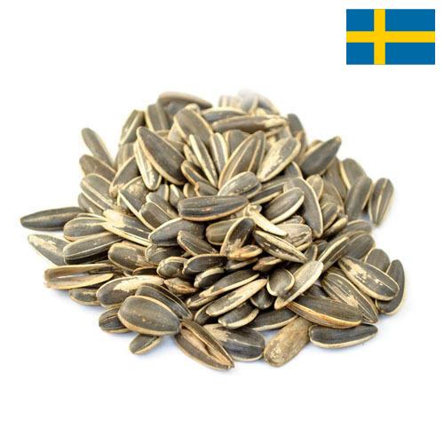 Семена подсолнечника из Швеции
