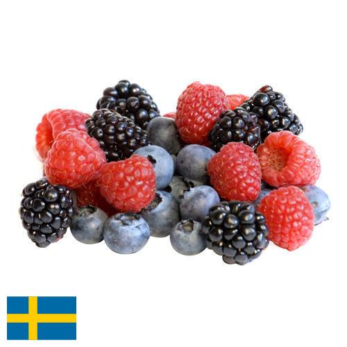 сублимированные ягоды из Швеции